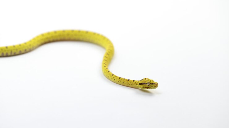 Baby Green tree python curling up - close up on face - isolated on white background