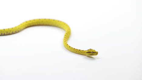 baby green tree python curling up - close up on face - isolated on white background