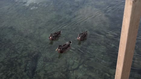 patos nadando en un lago