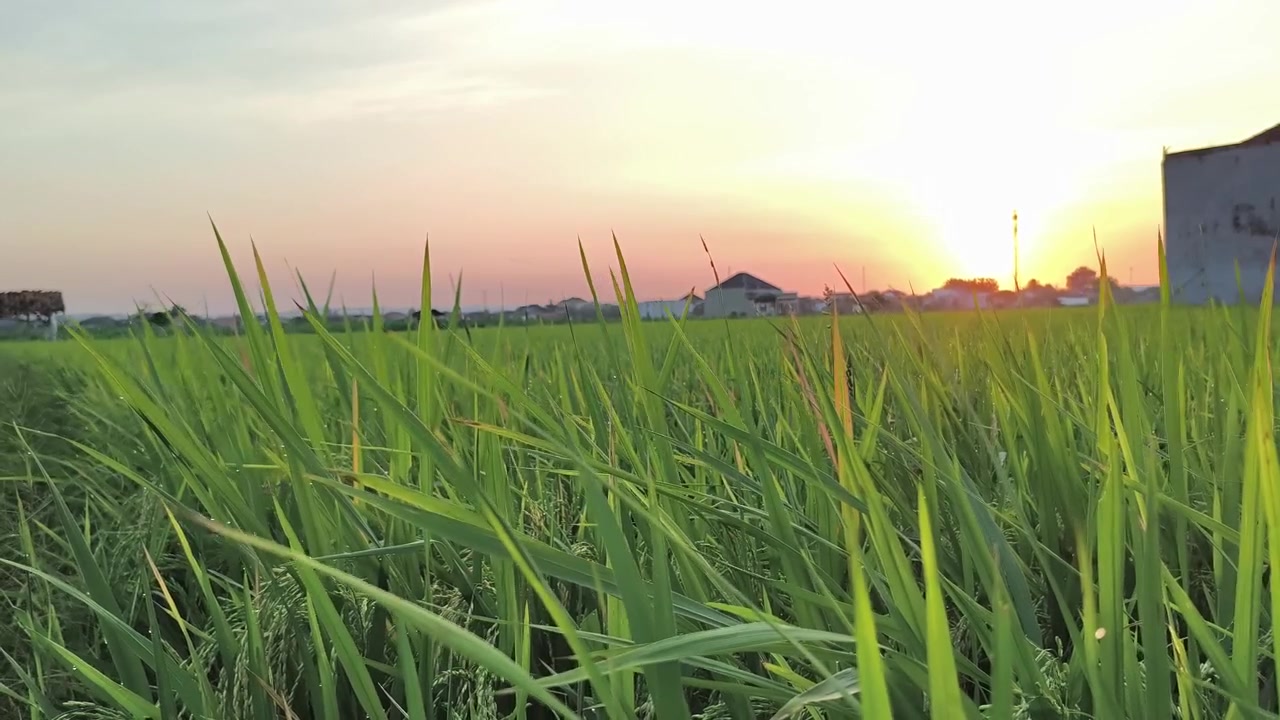 Risaia verde al tramonto in un paesaggio rurale