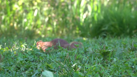 una vista de cerca de una ardilla que busca comida