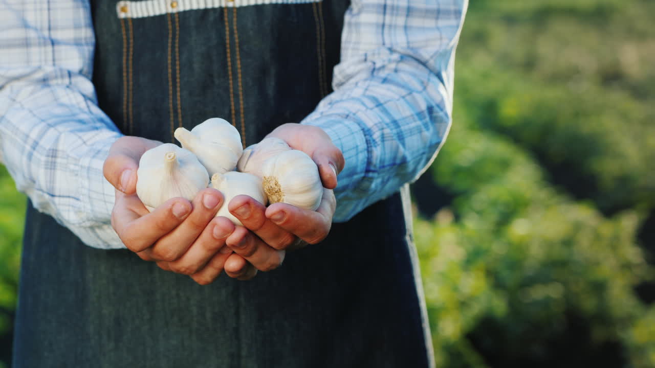 그의 정원에서 시계의 광선으로 농부의 손