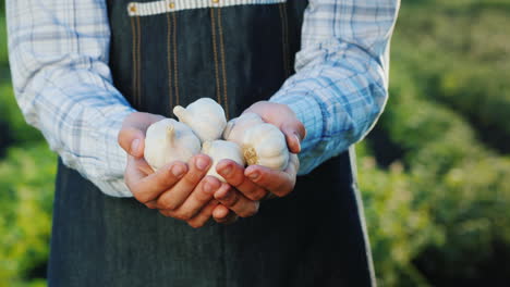 Farmer's-Hands-With-A-Beam-Of-Clock-From-His-Garden