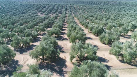 Huerto-De-Olivos-En-Un-Día-Soleado.