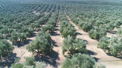 olivo huerto en un día soleado