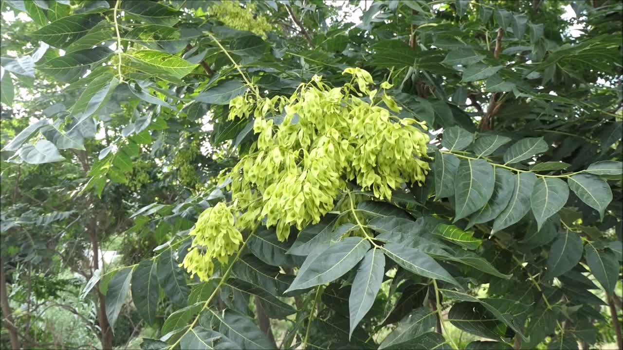 Light green seed cluster against dark green leaves