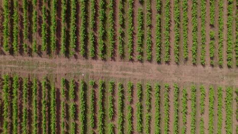 Malerische-Luftaufnahme-Von-Oben-Auf-Den-Französischen-Weinberg-In-Lecrès,-Frankreich