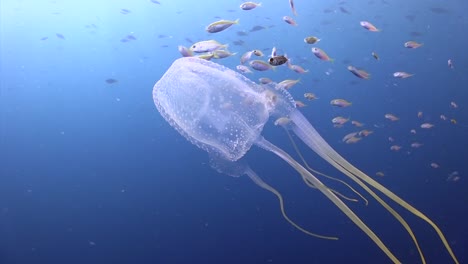 Box-Jellyfish-at-Koh-Tao-5