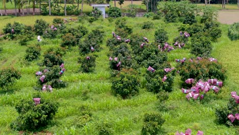 longan plantation, tropical fruit tree orchard in indonesia aerial view