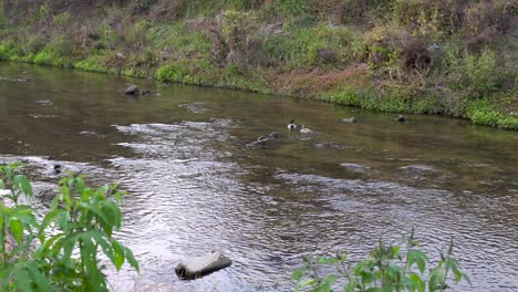 Anschließender-Schuss-Auf-Wildenten-Am-Heimischen-Fluss