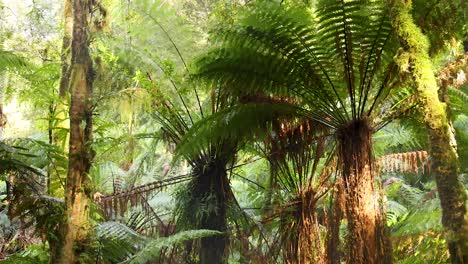 vegetación exuberante y árboles altos en el bosque tropical