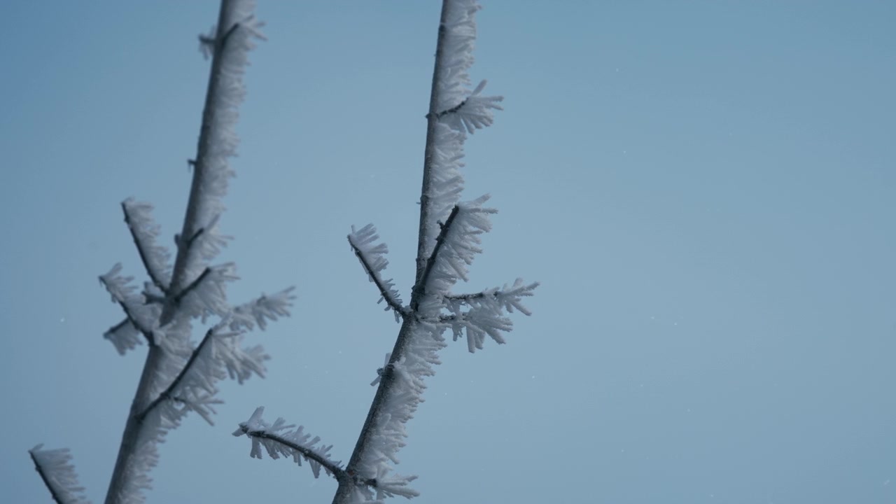 Frost covered tree branches against blue sky background in winter