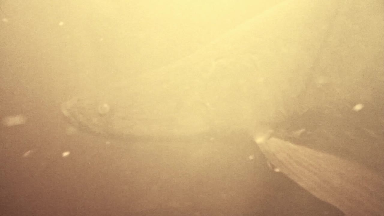 pirarucu 물고기 학명 arapaima gigas on the