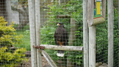 Bird-of-prey-in-cage-flying-of-a-wooden-perch