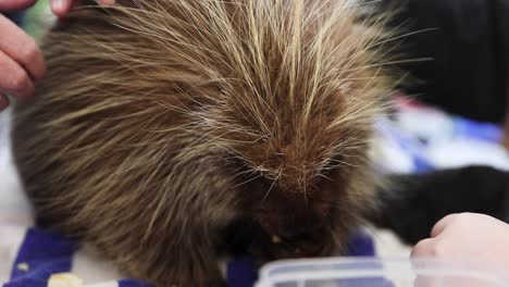 animal rescue sanctuary trainer feeding domesticated porcupine food