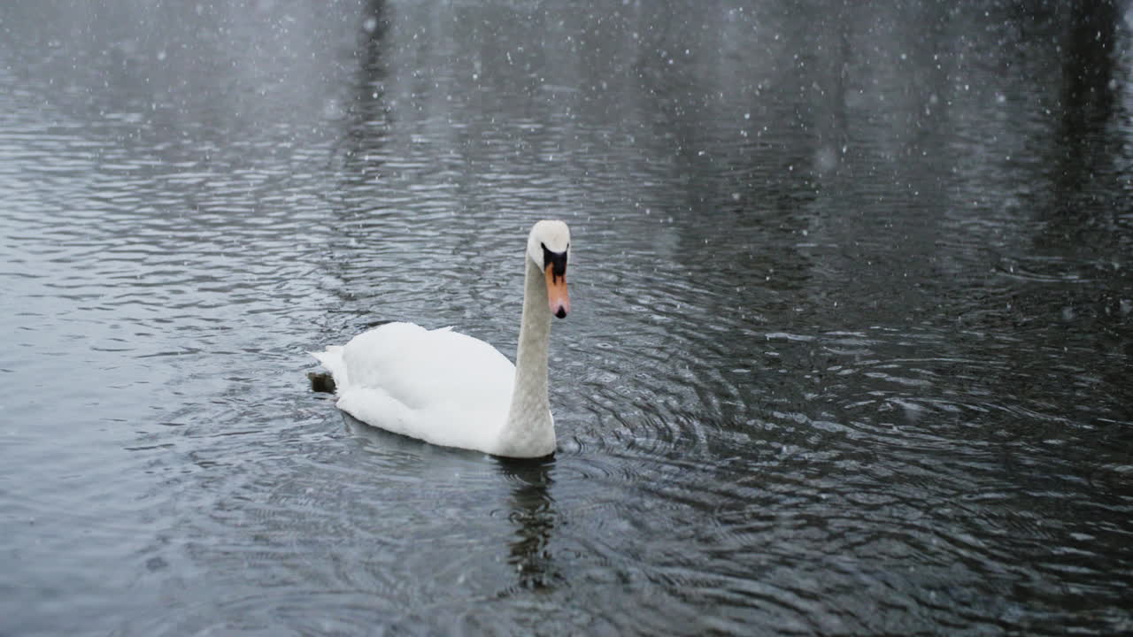 la caída de nieve mejora el pintoresco escenario de las aves en un río filmado en cámara lenta