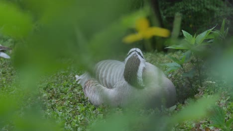 el ganso con cabeza de barra descansa en la hierba