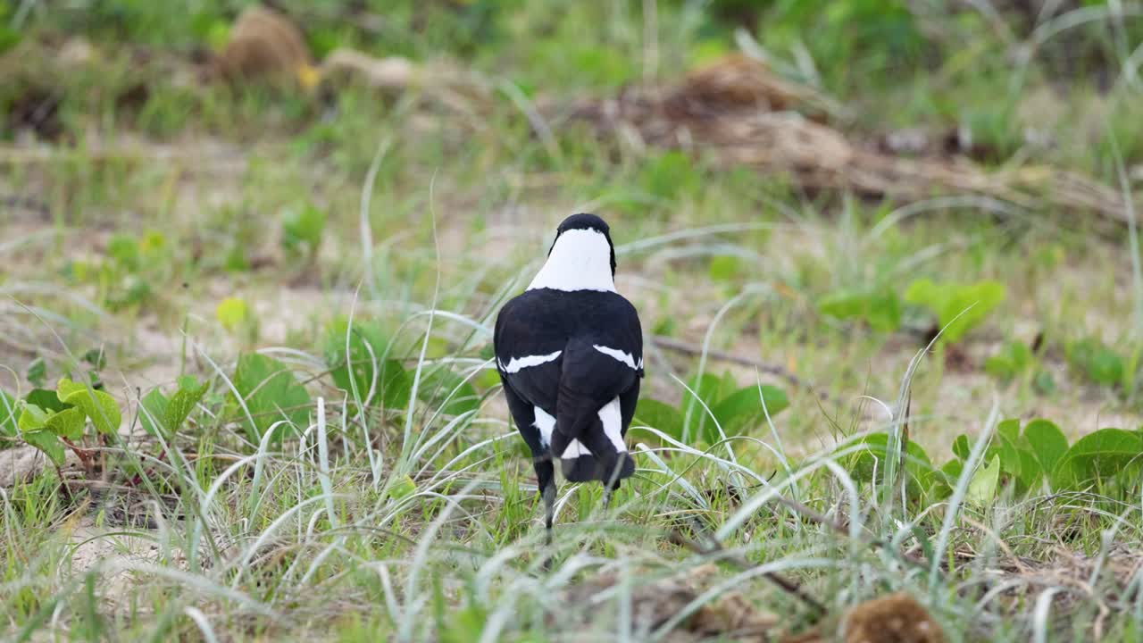 A magpie walks through a grassy area near Charlesworth Bay Beach, showcasing natural behavior in a coastal environment