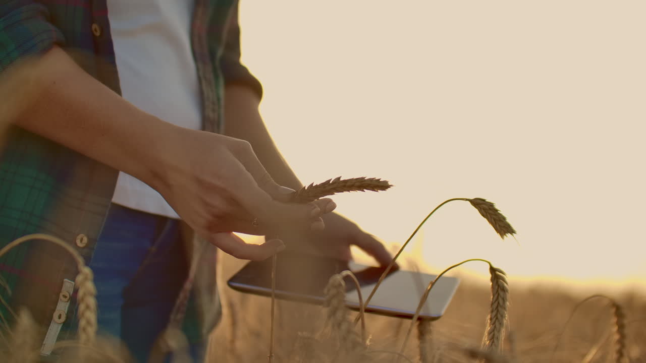 태양이 지는 배경에서 밀 에서 플레이드 셔츠를 입은 어린 소녀 농부. 소녀는 수확을 위해 태블릿 계획을 사용합니다.