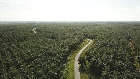 Drone-flying-over-palmoil-plantation-with-road-in-Sumatra,-Indonesia
