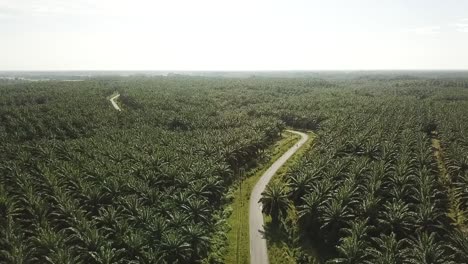 drone flying over palmoil plantation with road in sumatra, indonesia