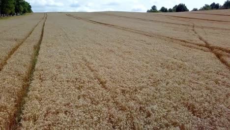 rye field aerial shot