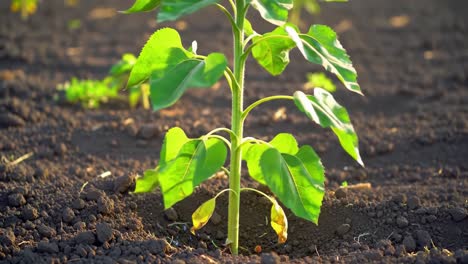 a young sunflower plant thriving in rich soil: exploring the beauty of nature's growth and the life cycle of greenery