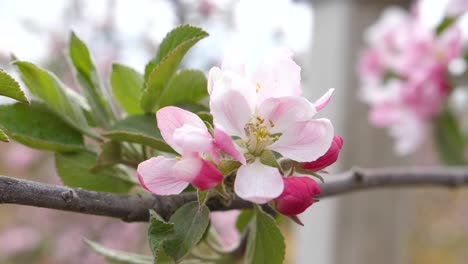 close up of braeburn apple blossom which is pink in may in the uk on a kent fruit farm