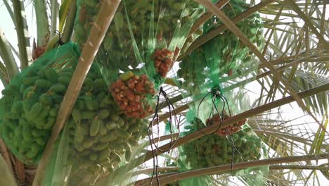 bunches of dates growing on a date palm tree