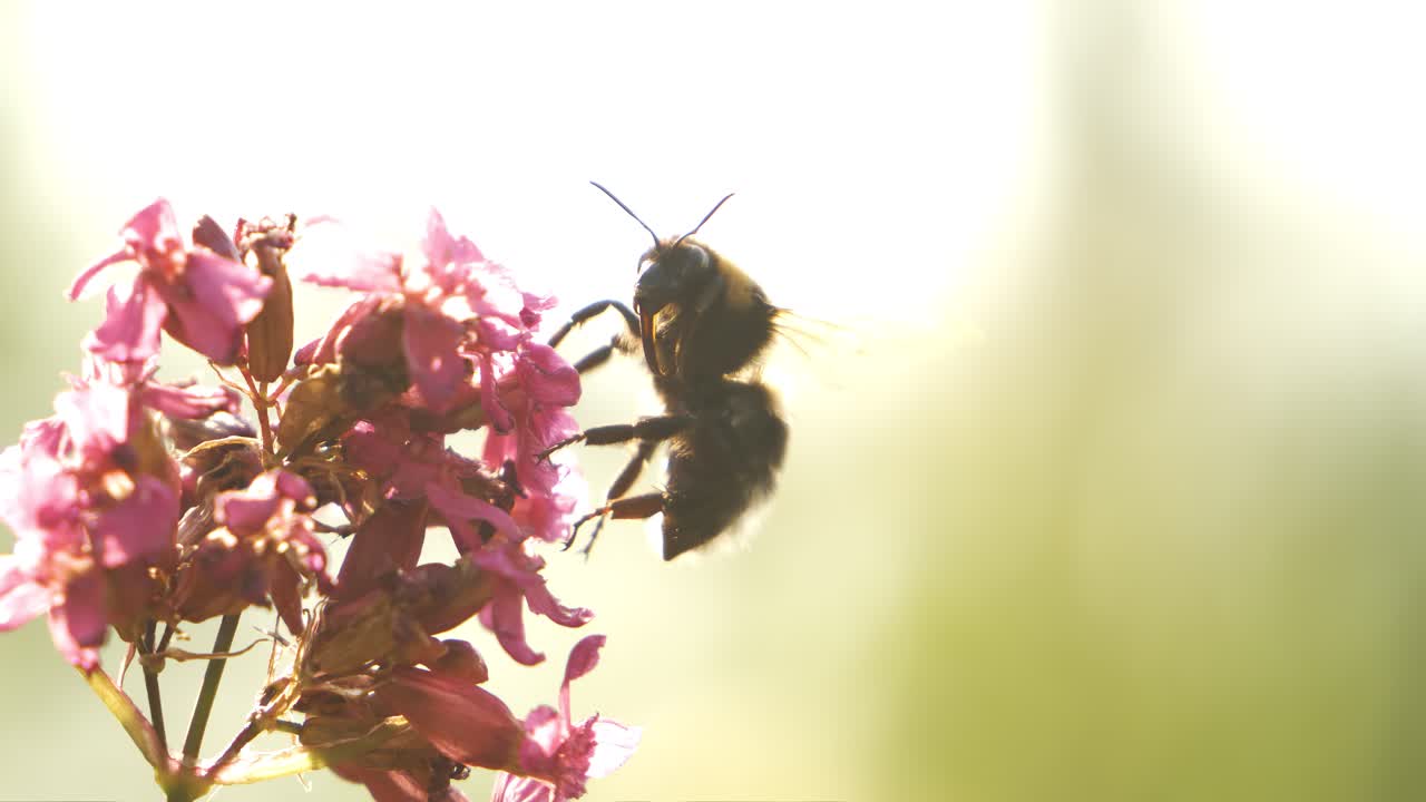 Bumblebee collects flower nectar at sunny day. Bumble bee shot in super slow motion camera 1000 fps.
