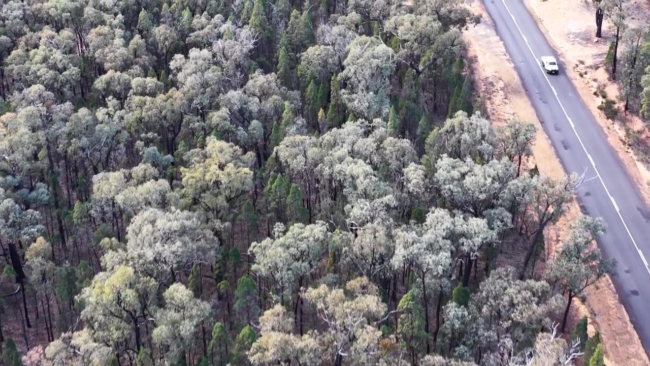 Hoge drone-opname van een weg die door inheems bosland snijdt in Goonoo Forest, Australië.