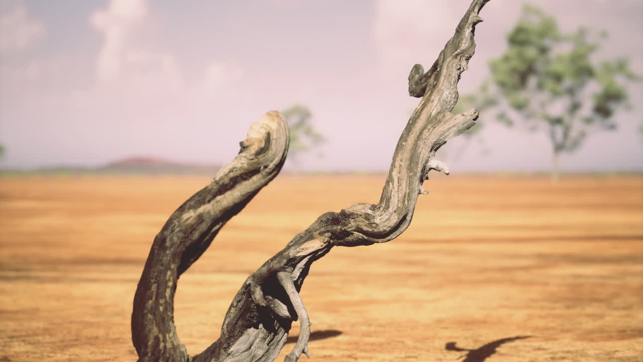 Weathered tree branch stands out in barren landscape under bright sky