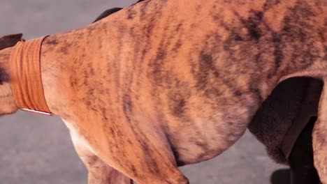 two greyhounds, one brindle and one black, walking closely side by side on a paved path.