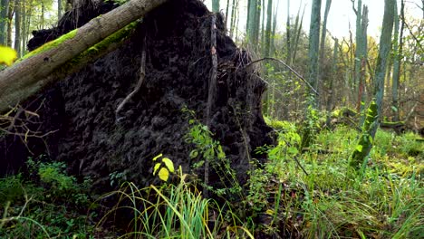 slow pan behind fallen tree with massive root network in green forest