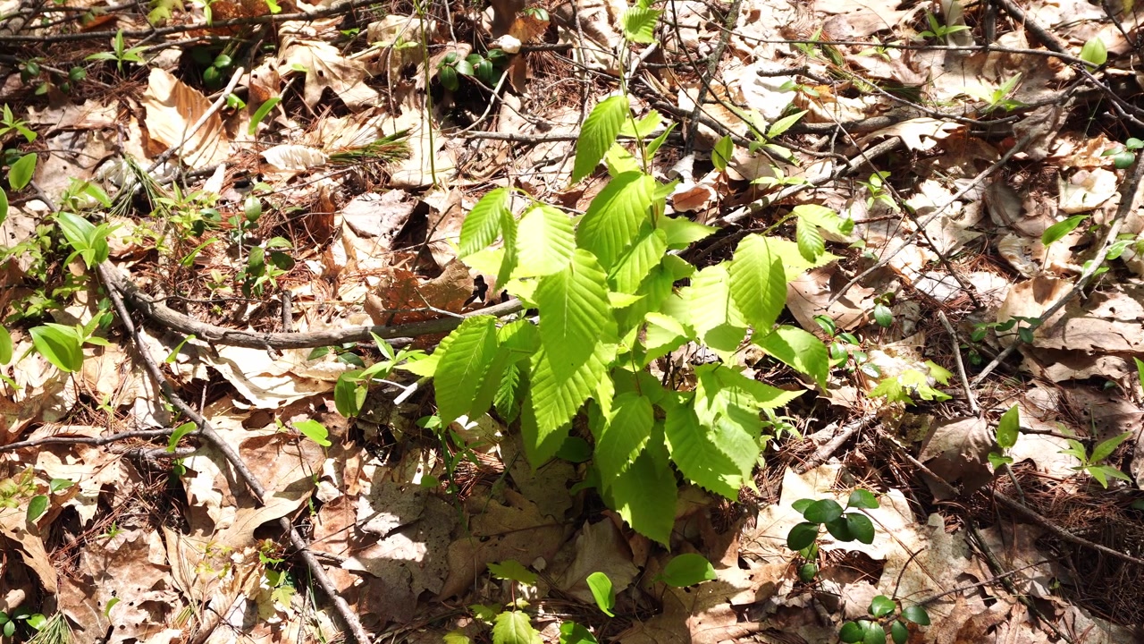 Ripresa dall'alto di una giovane piantina di betulla verde che cresce attraverso foglie secche e ramoscelli sul suolo della foresta in primavera.