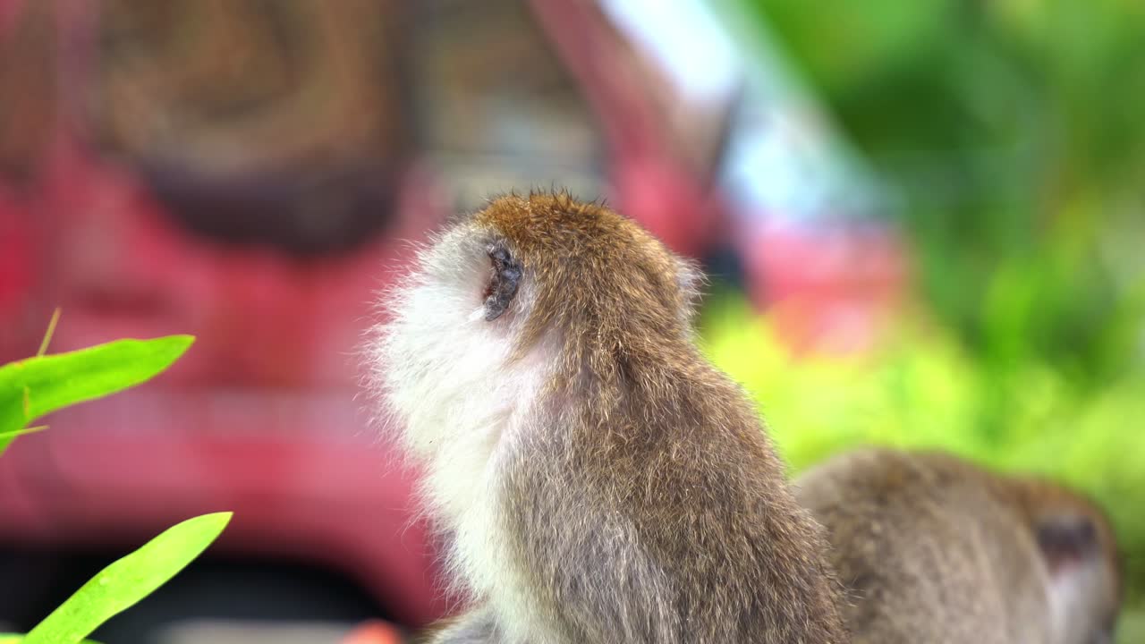 기회주의적 인 크래브 먹는 마카크, 긴 리 마카크 (macaca fascicularis) 의 근접 촬영, 관광 핫스에서 도로 에 앉아 주변을 둘러보고 궁금해합니다.