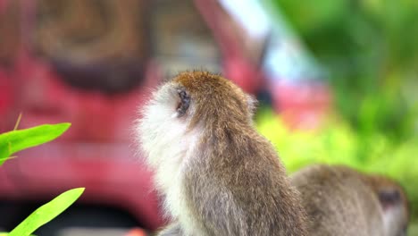 close up shot of opportunistic crab-eating macaque, long tailed macaque, macaca fascicularis spotted perched on roadside in a tourist hotspot, looking and wondering around the surroundings