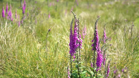 A-purple-foxglove-in-a-green-English-countryside-meadow