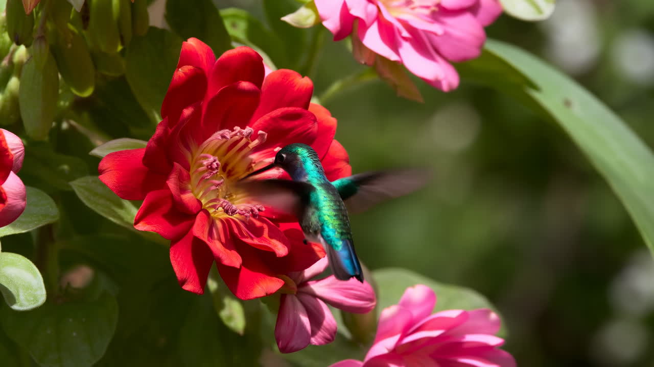 Green Hummingbird Feeding On Red Flower, Iridescent Plumage Flashing As Wings Blur In Fast Motion Closeup