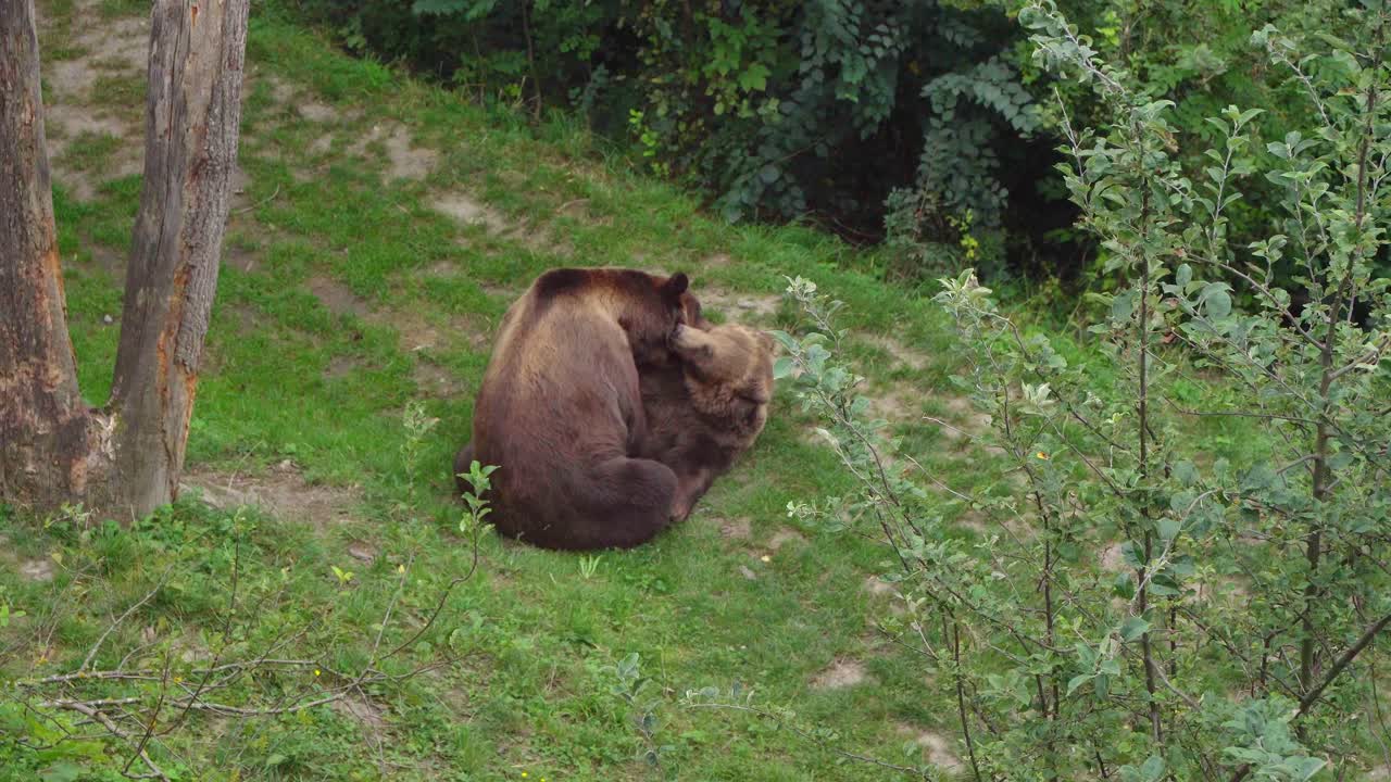 Two brown bears playful fighing inside the bear park in Bern, Switzerland
