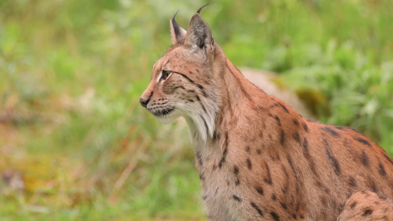 lince europeo en un bosque