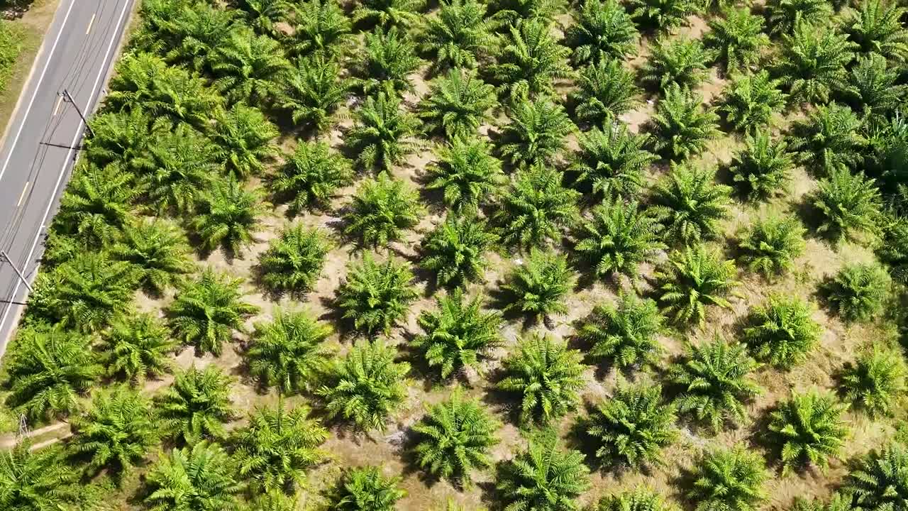 Drone captures palm trees alongside a paved road, highlighting lush greenery and orderly patterns.