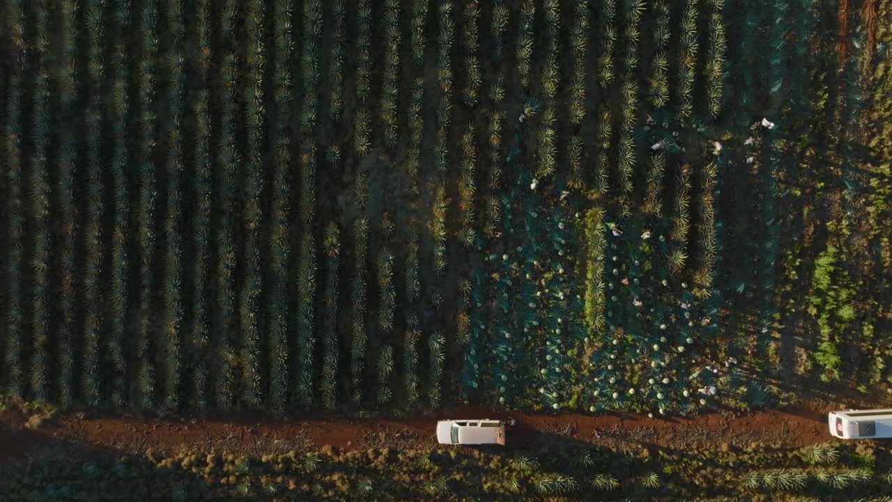 tomada de un drone de un campo de agave en méxico