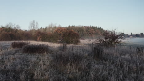 early morning winter landscape, tracking shot over frost-covered bushes, very romantic