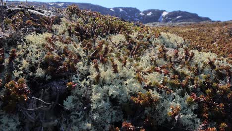 Flechtenmoos-Der-Arktischen-Tundra-Aus-Nächster-Nähe.-Es-Kommt-Hauptsächlich-In-Gebieten-Der-Arktischen-Tundra-Und-Der-Alpentundra-Vor-Und-Ist-äußerst-Kälteresistent.-Cladonia-Rangiferina,-Auch-Als-Rentierbecherflechte-Bekannt.