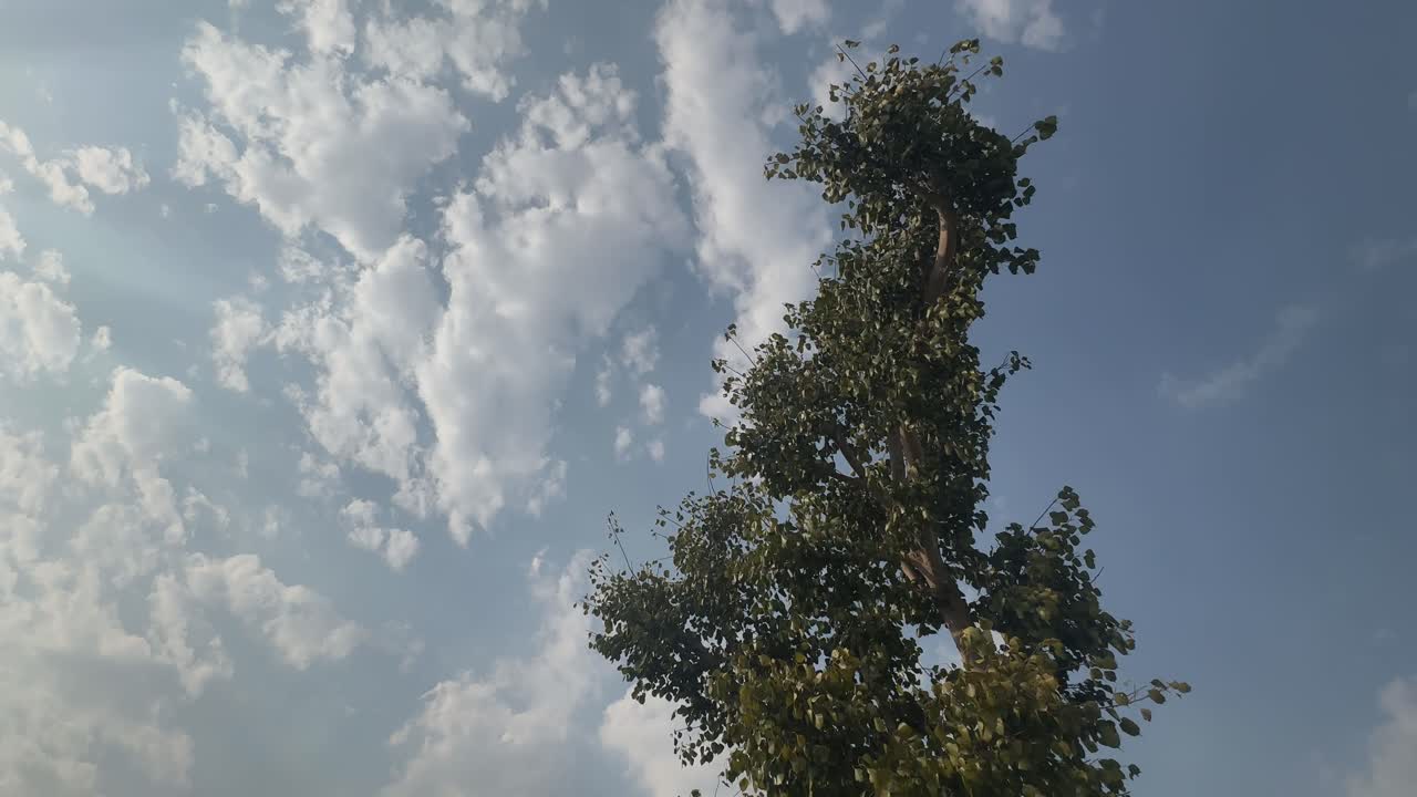 A tall Ficus religiosa or sacred fig standing against blue sky, Ficus religiosa or sacred fig is a species of fig native to the Indian subcontinent