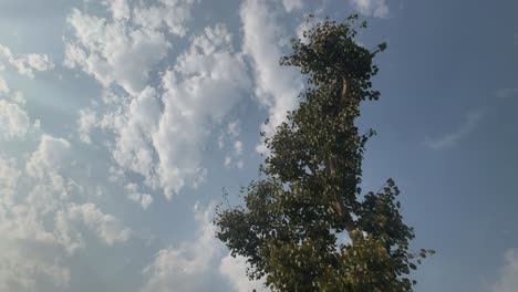 a tall ficus religiosa or sacred fig standing against blue sky, ficus religiosa or sacred fig is a species of fig native to the indian subcontinent
