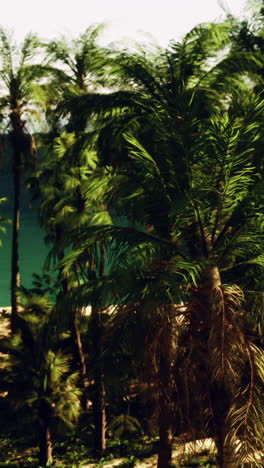 palm trees on a tropical beach