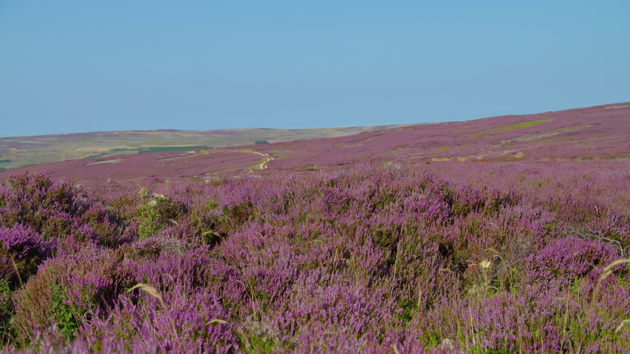 temporada de brezo, parque nacional de north york moors yorkshire verano 2022 - cámara de cine prores 4k clip 12