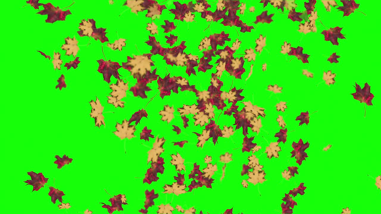 Animation of falling leaves loop autumn
